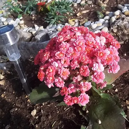 Mali Duje Puticanje